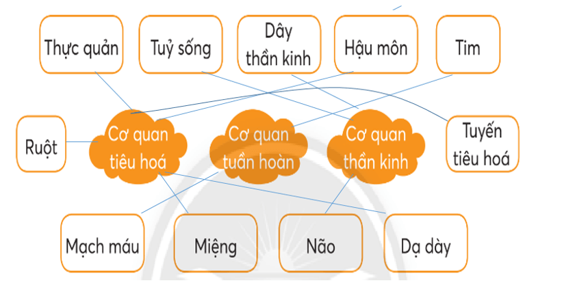 Vở bài tập Tự nhiên xã hội lớp 3 trang 70, 71 Bài 25: Ôn tập chủ đề con người và sức khoẻ | Chân trời sáng tạo