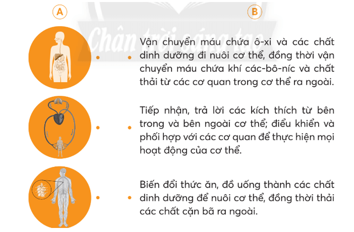 Vở bài tập Tự nhiên xã hội lớp 3 trang 70, 71 Bài 25: Ôn tập chủ đề con người và sức khoẻ | Chân trời sáng tạo