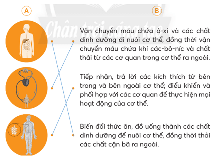 Vở bài tập Tự nhiên xã hội lớp 3 trang 70, 71 Bài 25: Ôn tập chủ đề con người và sức khoẻ | Chân trời sáng tạo