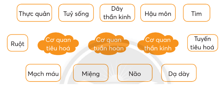 Vở bài tập Tự nhiên xã hội lớp 3 trang 70, 71 Bài 25: Ôn tập chủ đề con người và sức khoẻ | Chân trời sáng tạo