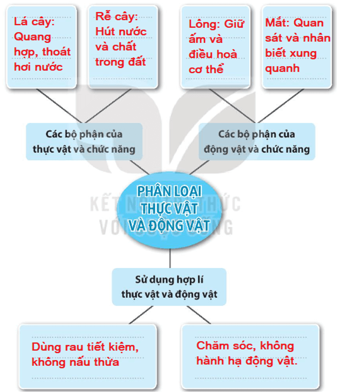 Vở bài tập Tự nhiên xã hội lớp 3 trang 46, 47 Bài 17: Ôn tập chủ đề thực vật và động vật | Kết nối tri thức (ảnh 2)