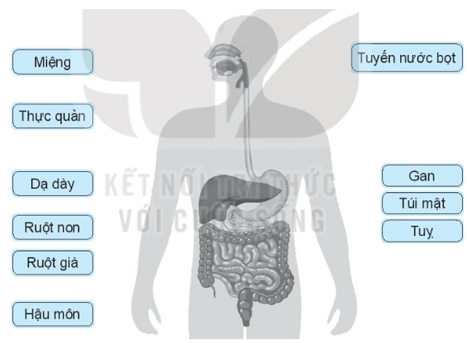 Vở bài tập Tự nhiên xã hội lớp 3 trang 48, 49 Bài 18: Cơ quan tiêu hoá | Kết nối tri thức (ảnh 1)