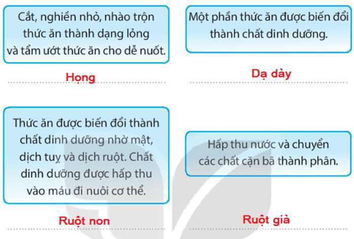 Vở bài tập Tự nhiên xã hội lớp 3 trang 48, 49 Bài 18: Cơ quan tiêu hoá | Kết nối tri thức (ảnh 4)