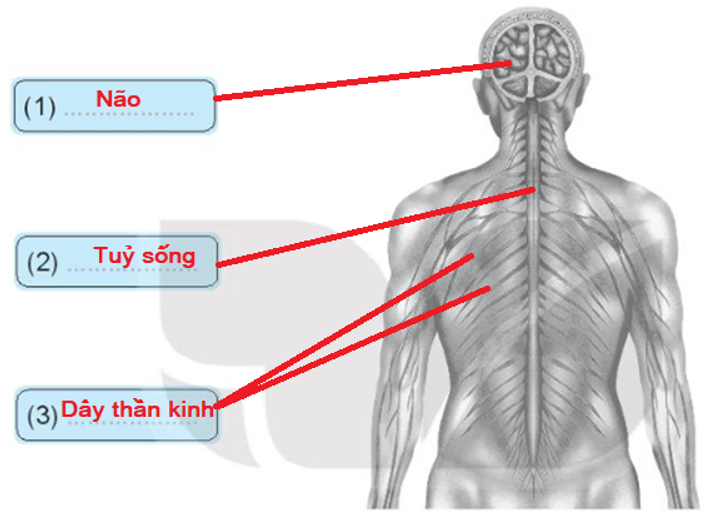 Vở bài tập Tự nhiên xã hội lớp 3 trang 57, 58 Bài 22: Cơ quan thần kinh | Kết nối tri thức (ảnh 2)