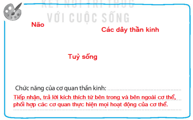 Vở bài tập Tự nhiên xã hội lớp 3 trang 57, 58 Bài 22: Cơ quan thần kinh | Kết nối tri thức (ảnh 6)