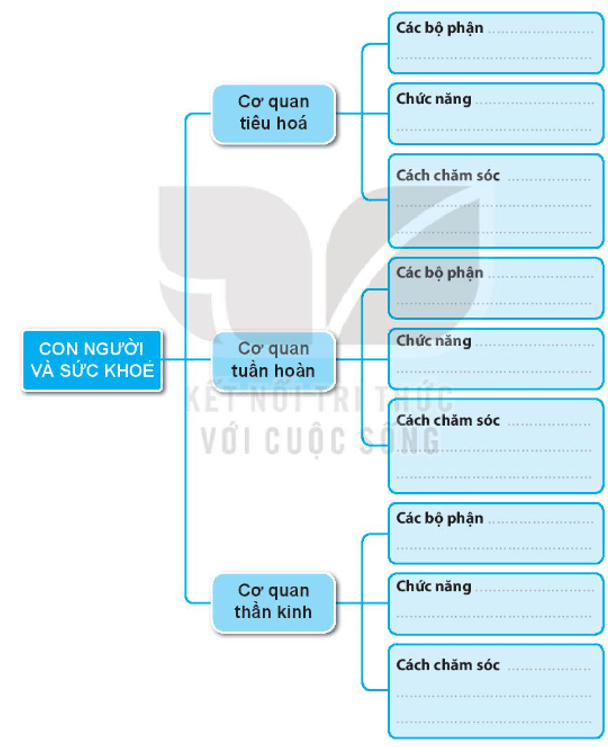 Vở bài tập Tự nhiên xã hội lớp 3 trang 63, 64 Bài 25: Ôn tập chủ đề con người và sức khoẻ | Kết nối tri thức (ảnh 1)