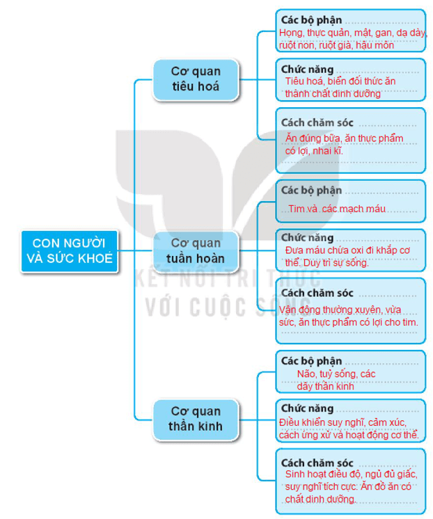 Vở bài tập Tự nhiên xã hội lớp 3 trang 63, 64 Bài 25: Ôn tập chủ đề con người và sức khoẻ | Kết nối tri thức (ảnh 2)