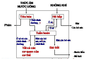 Giải vở bài tập Khoa Học lớp 4 | Vở bài tập Khoa Học 4