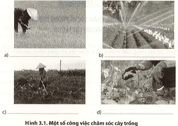 Điền tên các công việc chăm sóc cây trồng phù hợp với từng ảnh trong Hình 3.1