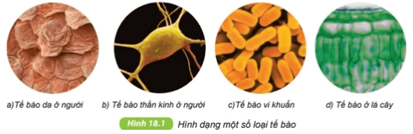 Quan sát hình 18.1 SGK KHTN 6 nêu nhận xét về hình dạng tế bào