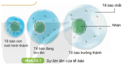 Quan sát hình 20.1 SGK KHTN 6 và trả lời các câu hỏi