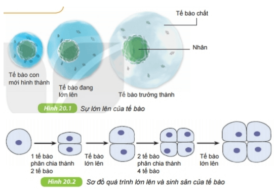 Quan sát hình 20.1 và 20.2 để trả lời các câu hỏi sau