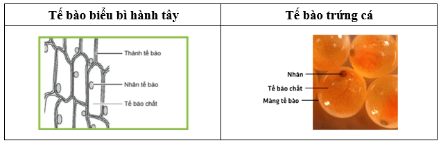 Vẽ tế bào biểu bì hành tây và tế bào trứng cá