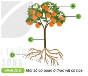 Quan sát hình 23.6, thực hiện các yêu cầu sau