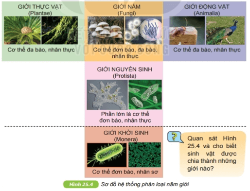 Quan sát hình 25.4 SGK KHTN 6 và cho biết sinh vật được chia thành