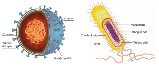 Quan sát hình sau hãy phân biệt vi khuẩn và virus