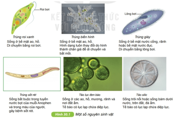 Quan sát hình 30.1 SGK KHTN 6 và thực hiện các yêu cầu sau