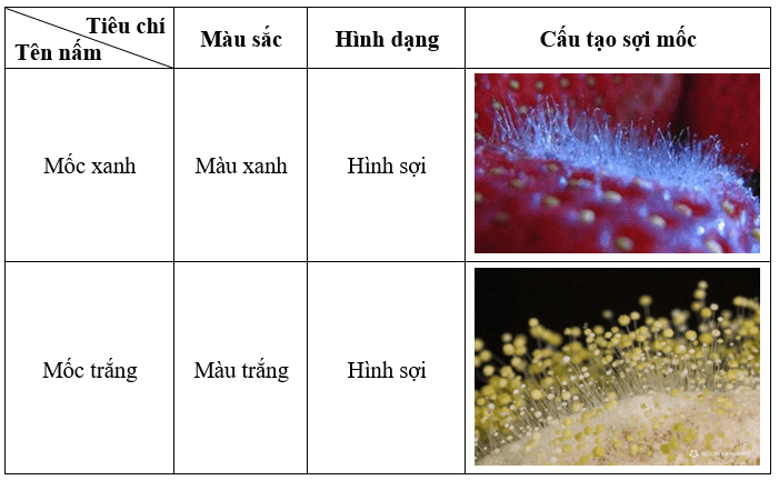 Mô tả các loại nấm mốc trên mẫu vật