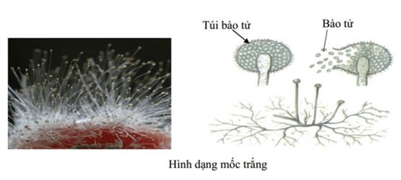 Vẽ vào ô trống dưới đây hình ảnh một số loại nấm đã quan sát