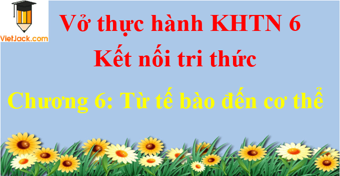 Vở thực hành Khoa học tự nhiên lớp 6 Chương 6: Từ tế bào đến cơ thể | Giải VTH Khoa học tự nhiên lớp 6 hay nhất