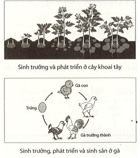 Quan sát hình dưới, nêu vai trò của trao đổi chất và chuyển hóa năng lượng đối với sinh trưởng