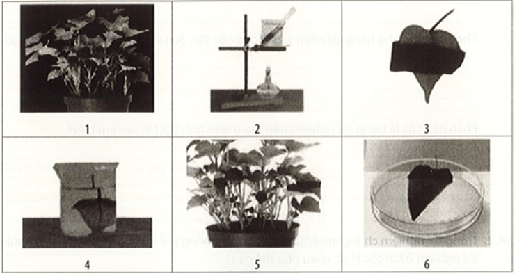Sắp xếp các hình ảnh sau tương ứng với các bước thí nghiệm chứng minh quang hợp nhả oxygen
