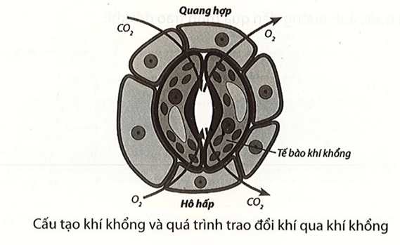 Quan sát hình dưới, cho biết sự khác nhau giữa quá trình trao đổi khí