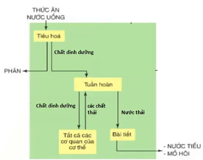 Vẽ sơ đồ khái quát mô tả con đường trao đổi, vận chuyển nước và các chất dinh dưỡng ở người