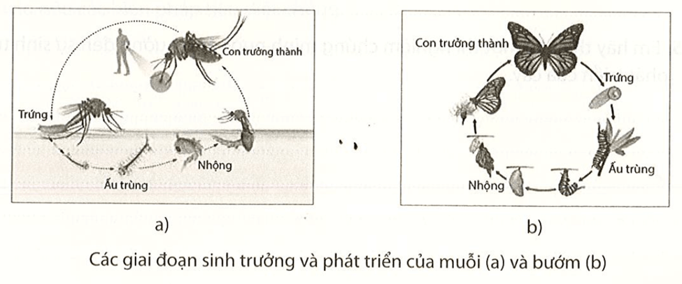 Quan sát hình dưới, thực hiện các yêu cầu sau Nhận xét về hình thái của muỗi